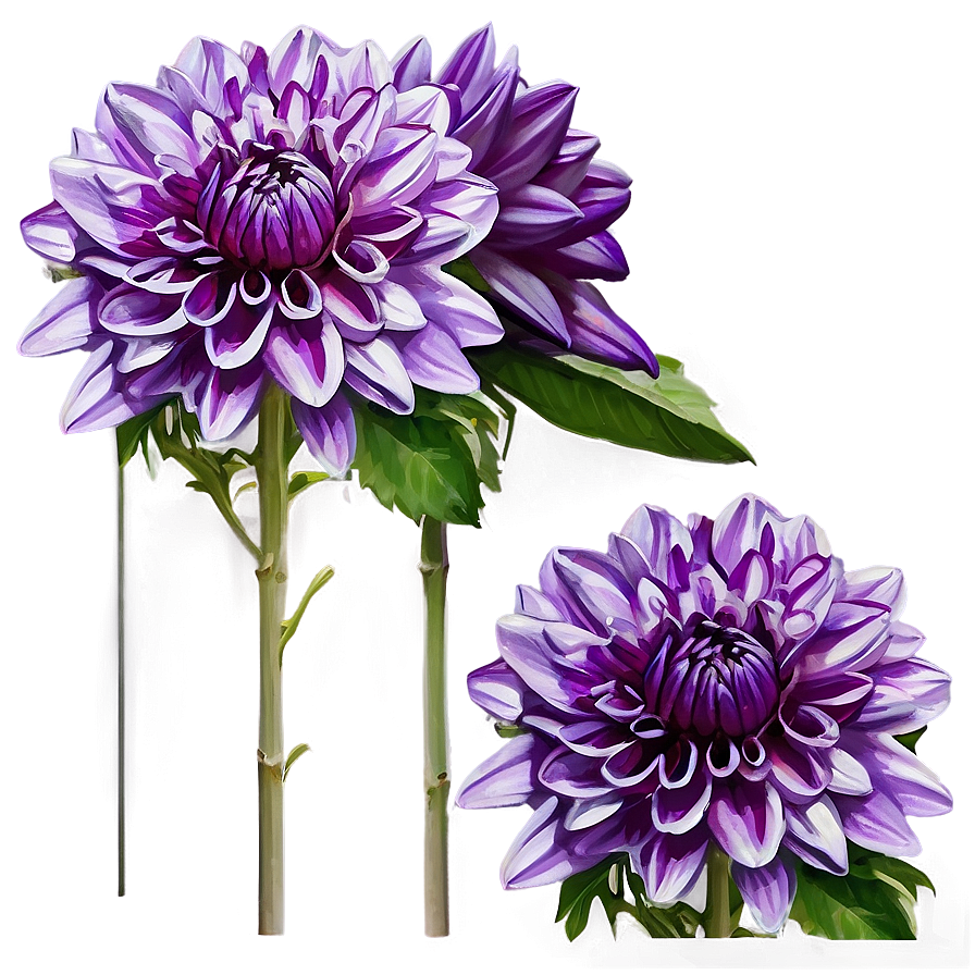 Purple Dahlia Mystery Png Vlt