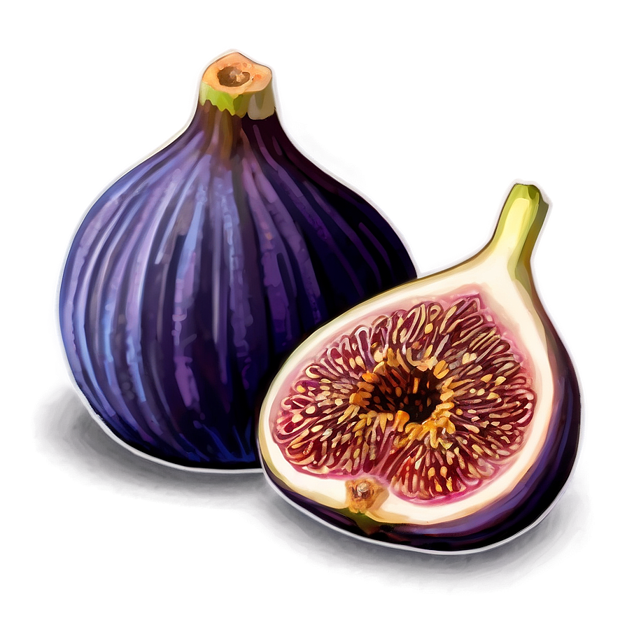 Purple Fig Drawing Png 4