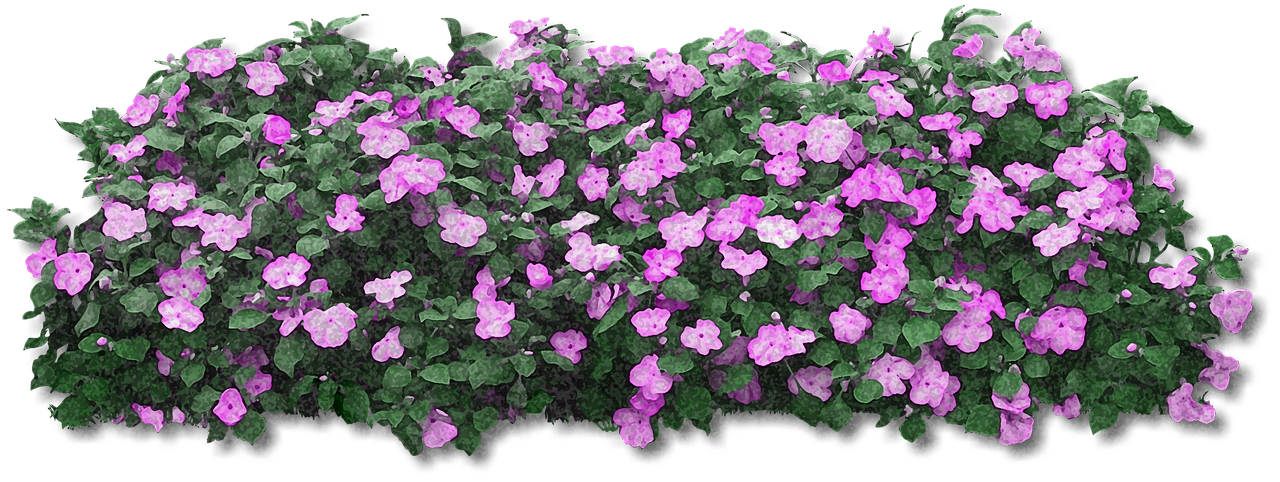 Purple Flowering Shrub Isolatedon Black