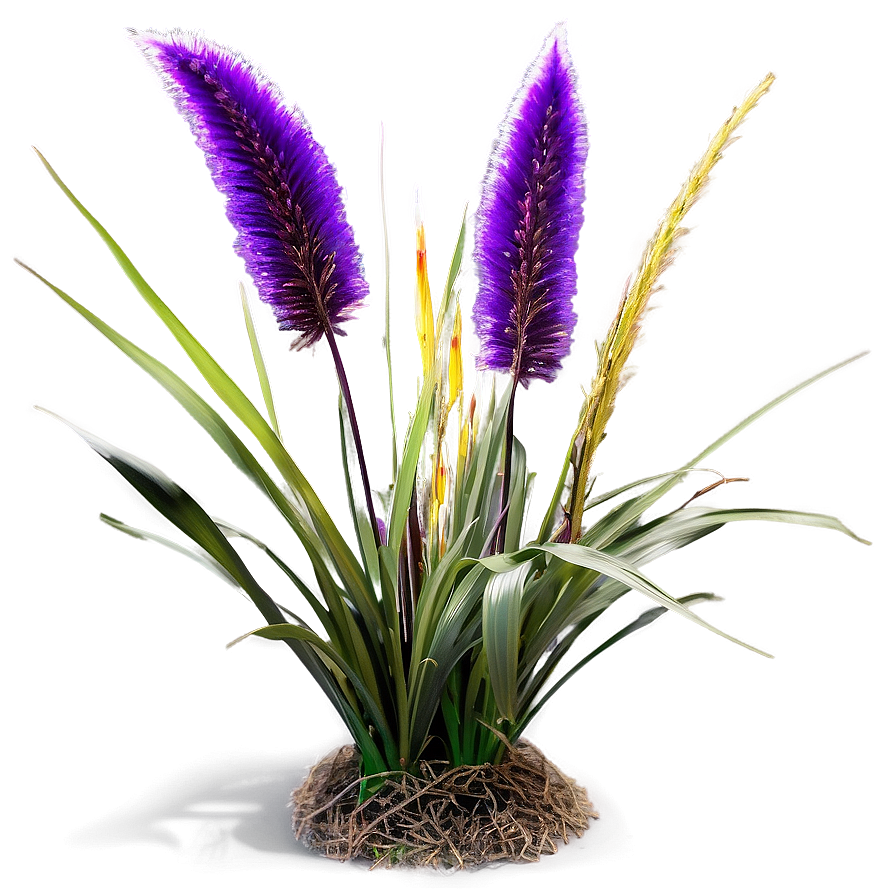 Purple Fountain Grass Png 06212024