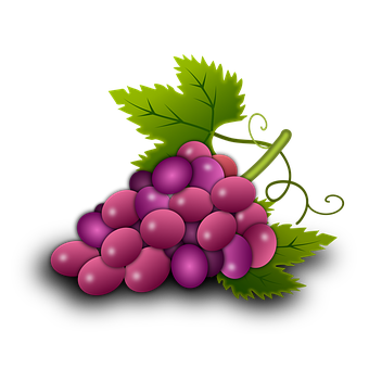 Purple Grapes Cluster Illustration PNG with transparent background