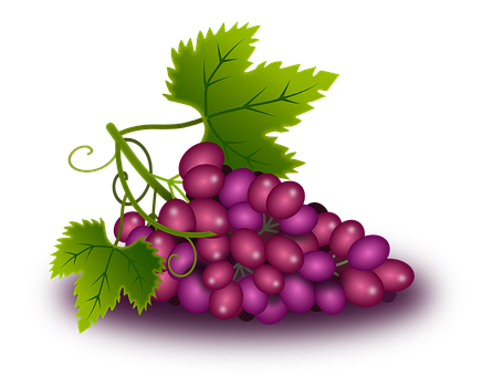 Purple Grapes Cluster Illustration PNG with transparent background