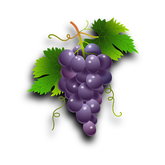 Purple Grapes Cluster Illustration PNG with transparent background