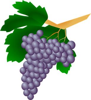 Purple Grapes Cluster Illustration PNG with transparent background