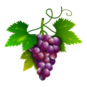 Purple Grapes Cluster Illustration PNG with transparent background