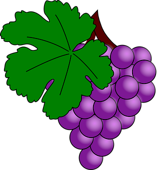Purple Grapes Vector Illustration PNG with transparent background