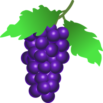 Purple Grapes Vector Illustration PNG with transparent background