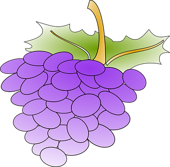 Purple Grapes Vector Illustration PNG with transparent background