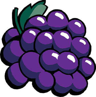 Purple Grapes Vector Illustration PNG with transparent background