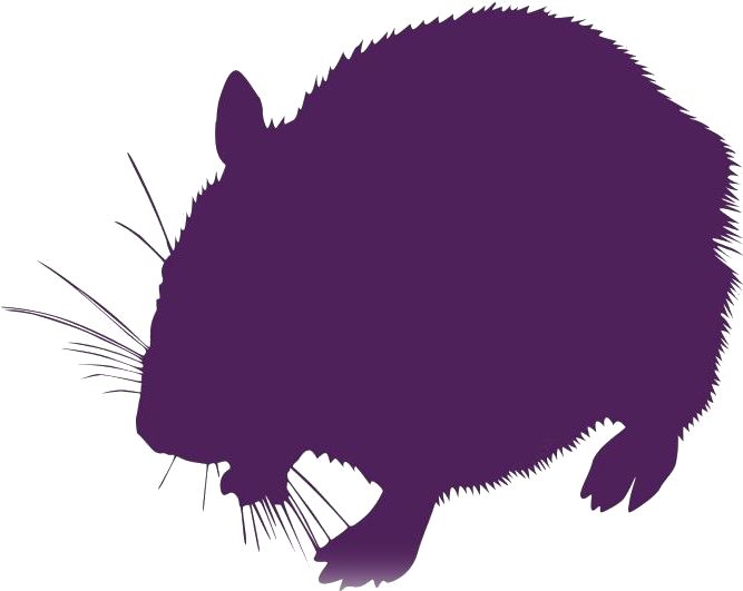 Colorful Hamster Png, Transparent Png PNG with transparent background