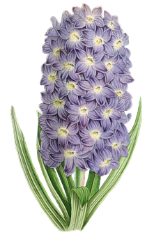 Purple Hyacinth Illustration