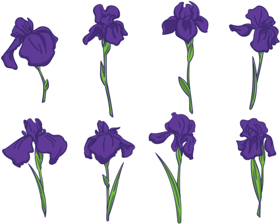 Purple Iris Flowers Pattern