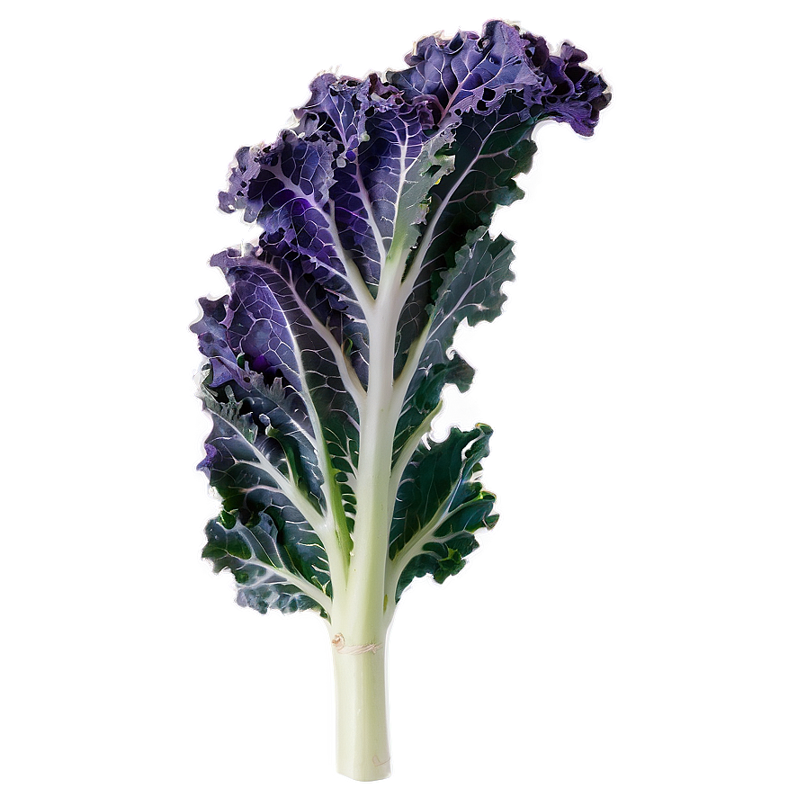 Purple Kale Png 29