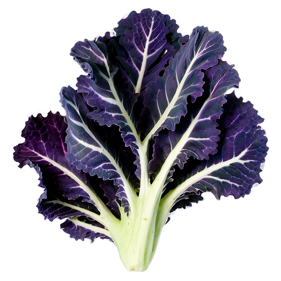 Purple Kale Png Ynv7