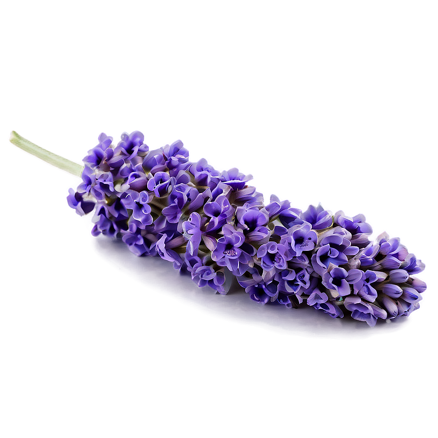 Purple Lavender Bloom Png Ten54