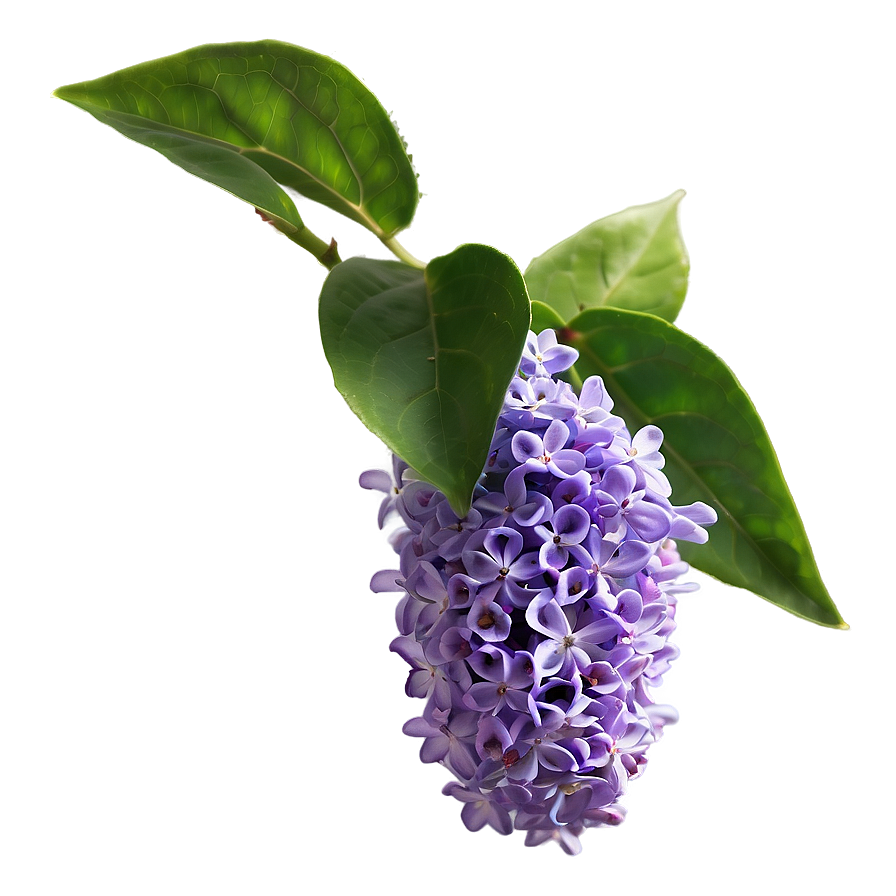 Purple Lilac Png 06122024