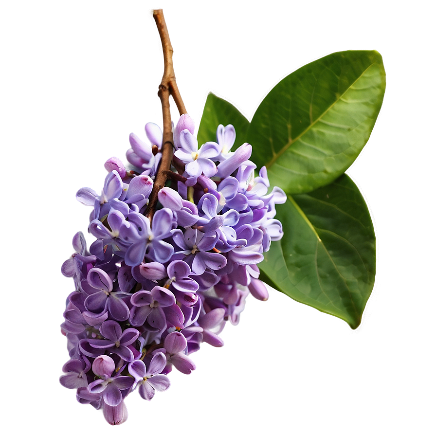 Purple Lilac Png Vay53