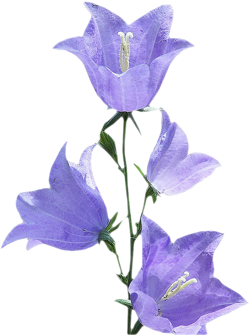 Bluebell, Morning Glory Flower Png - Morning Glory Flower Png, Transparent Png PNG with transparent background