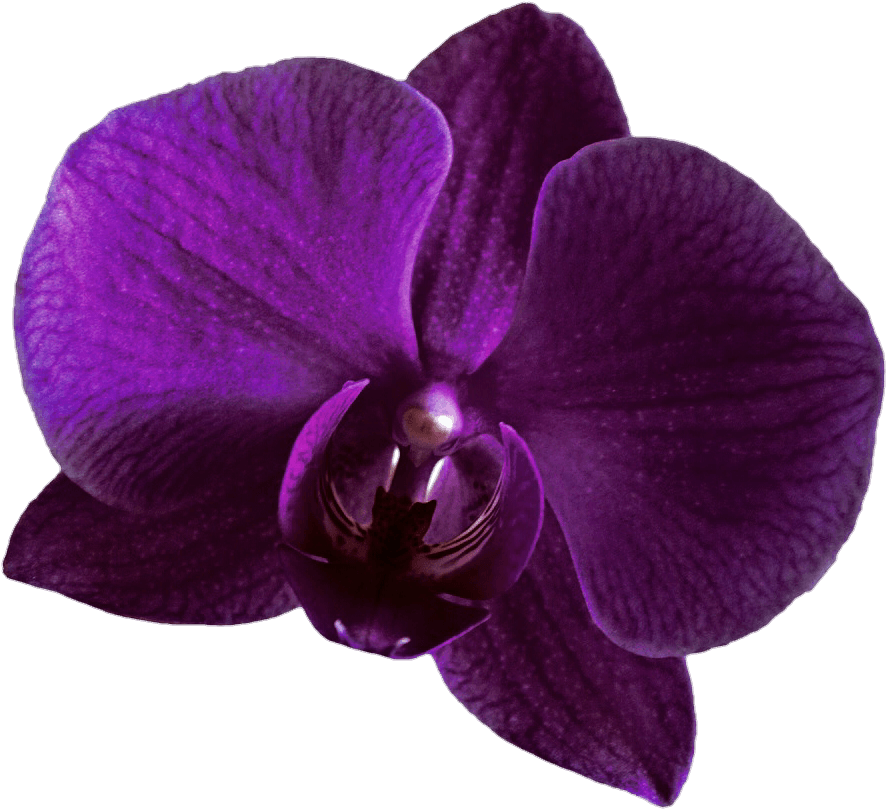 Purple Orchid Clipart - Purple Orchid Transparent Background, HD Png Download PNG with transparent background