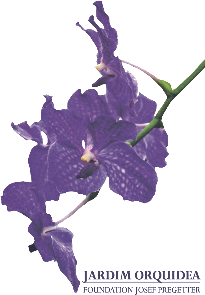 Purple Orchid Flower Branch