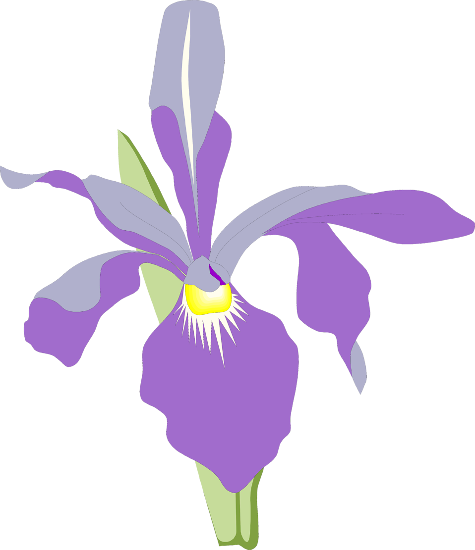 Orchid Free Stock Photo Illustration Of A Purple Orchid - Orchid Flower Illustration Png, Transparent Png PNG with transparent background