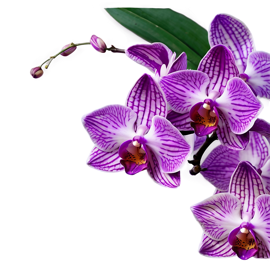 Purple Orchid PNG 05242024 PNG with transparent background