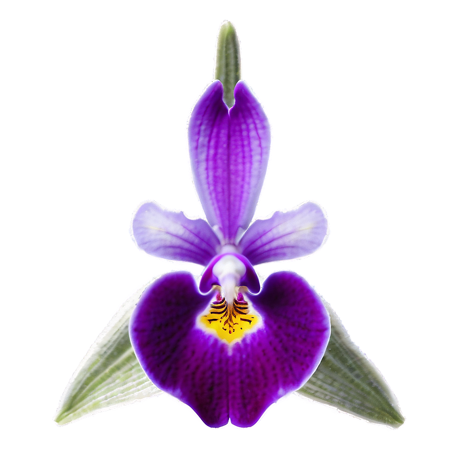 Purple Orchid PNG bvx21 PNG with transparent background