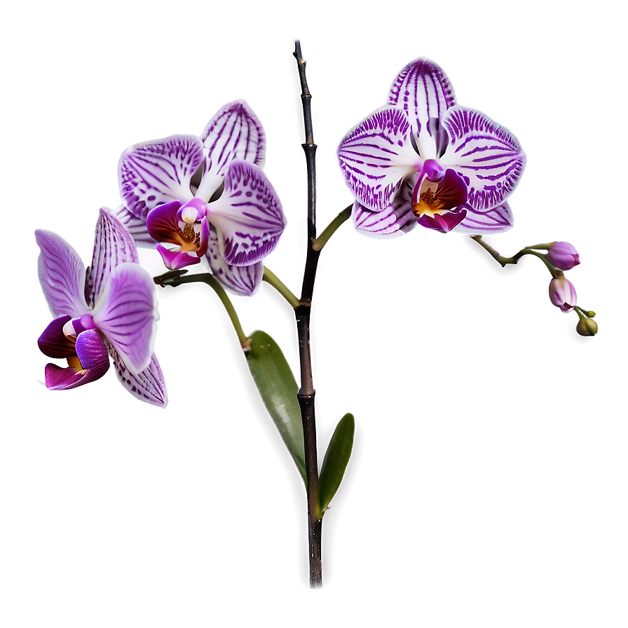 Purple Orchid PNG ysg86 PNG with transparent background