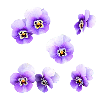 Purple_ Pansies_ Black_ Background PNG with transparent background