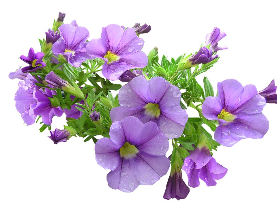 Purple Petunia Bouquet Transparent Background PNG image with a transparent background, free high-resolution download