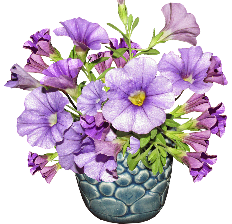 Purple Petuniasin Blue Vase