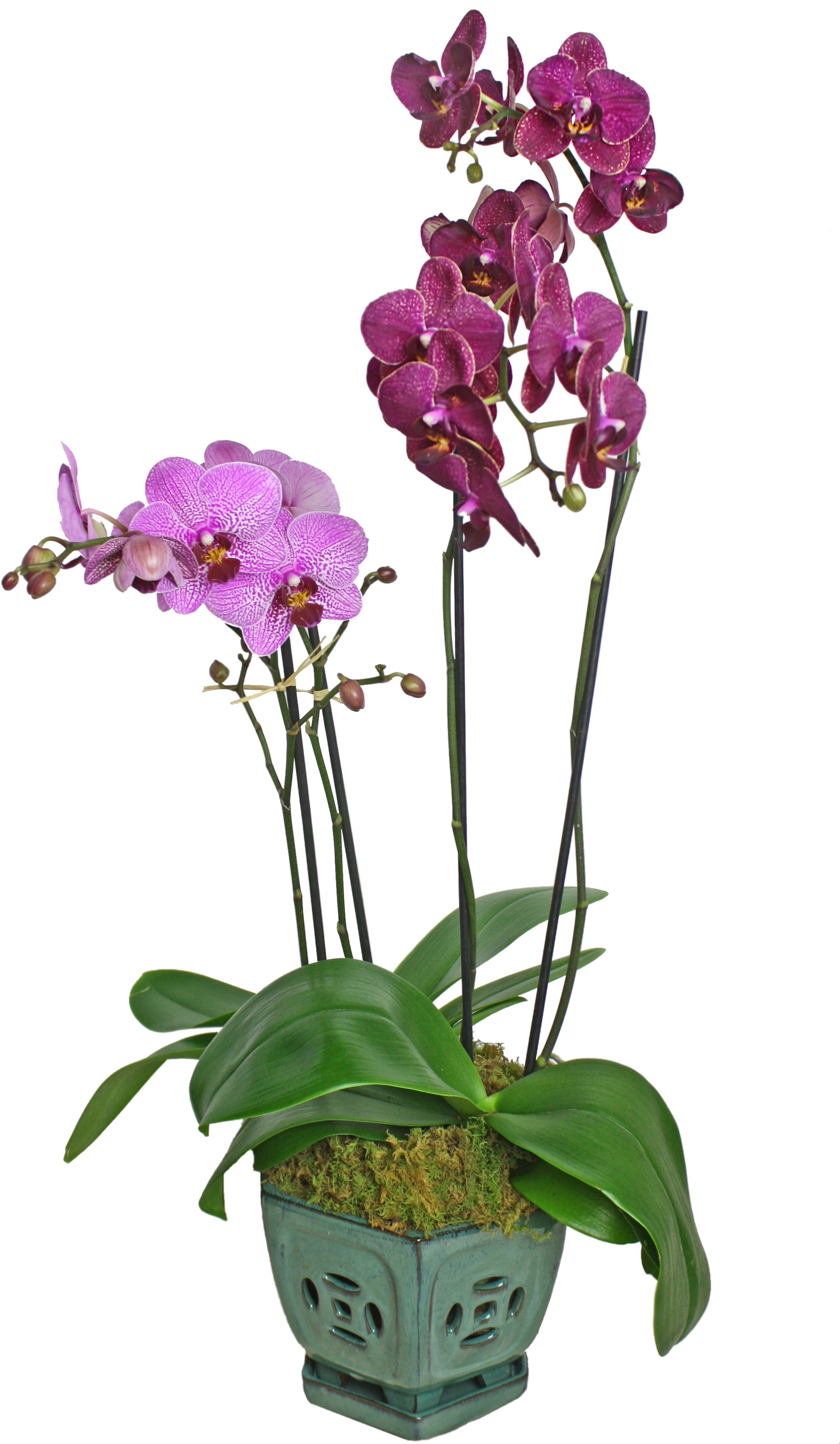 Colorful Orchid Display - Orchids, HD Png Download PNG with transparent background