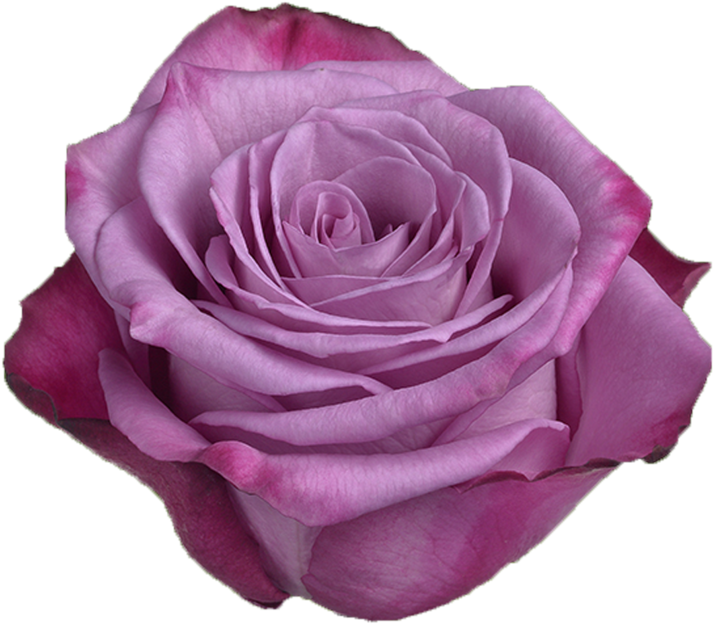 Purple Rose, HD Png Download PNG with transparent background