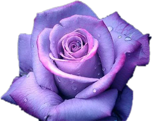 #purple #rose #anna Wolfje#freetoedit - Transparent Background Purple Rose Png, Png Download PNG with transparent background