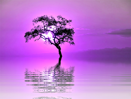 Purple Sunset Silhouette Tree Reflection