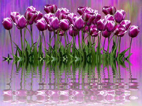 Purple Tulips Reflection Artwork PNG with transparent background