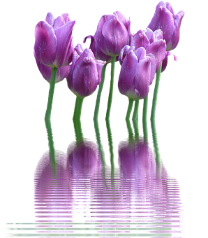 Purple Tulips Reflection Water PNG with transparent background