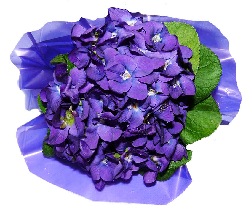 Purple Viola Bouqueton Blue