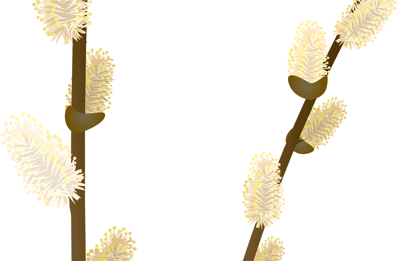 Pussy Willow Branches Illustration PNG with transparent background