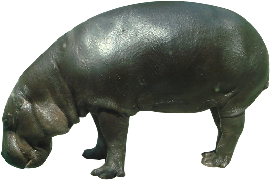 Pygmy Hippopotamus Rhinoceros Wildlife - Hippopotamus, HD Png Download PNG with transparent background