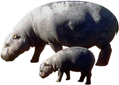 Pygmy Hippopotamus The Hippopotamus, HD Png Download PNG with transparent background