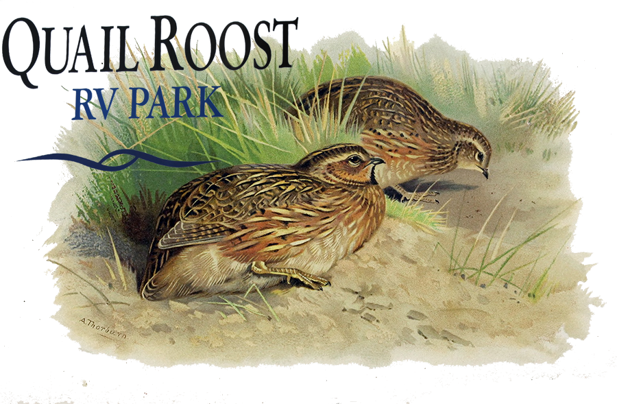 Quail Roost R V Park Illustration