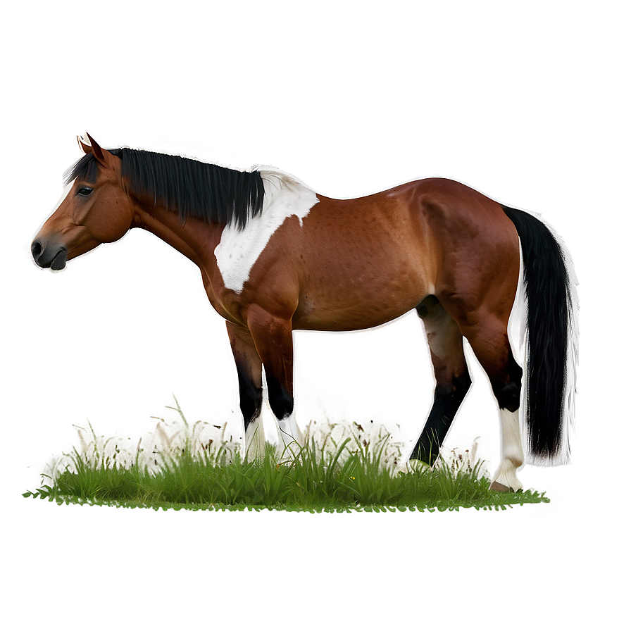 Quarter Horse Png 4