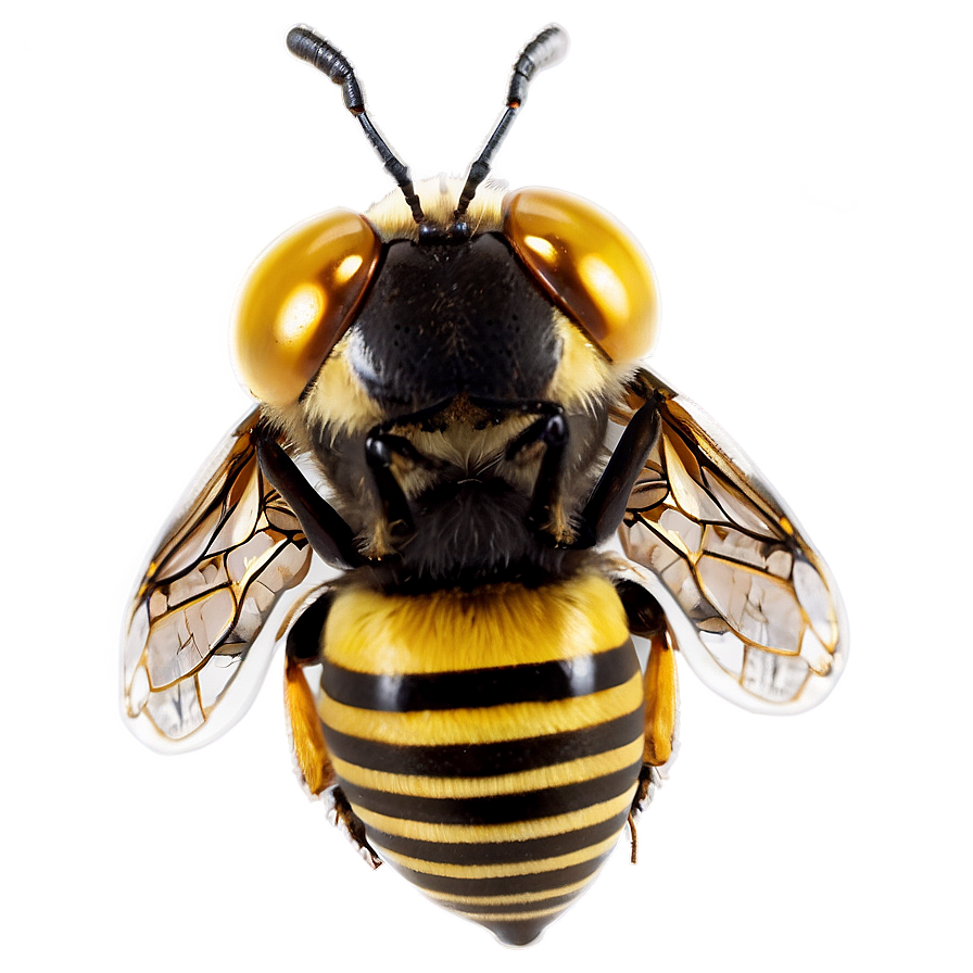 Queen Bee Png 86