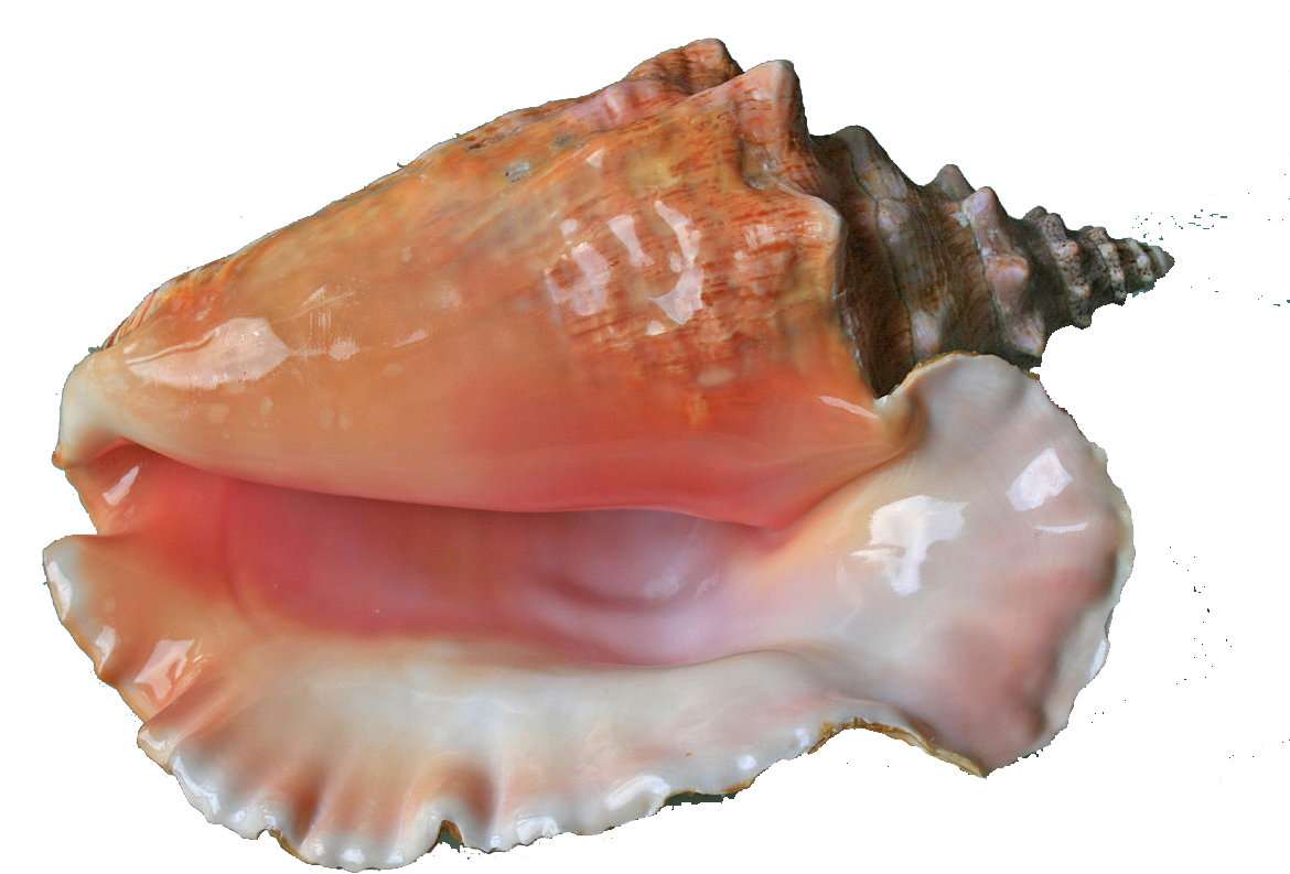 Queen Conch Shell Isolated