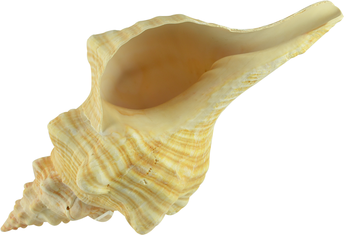 Queen Conch Shell Isolated