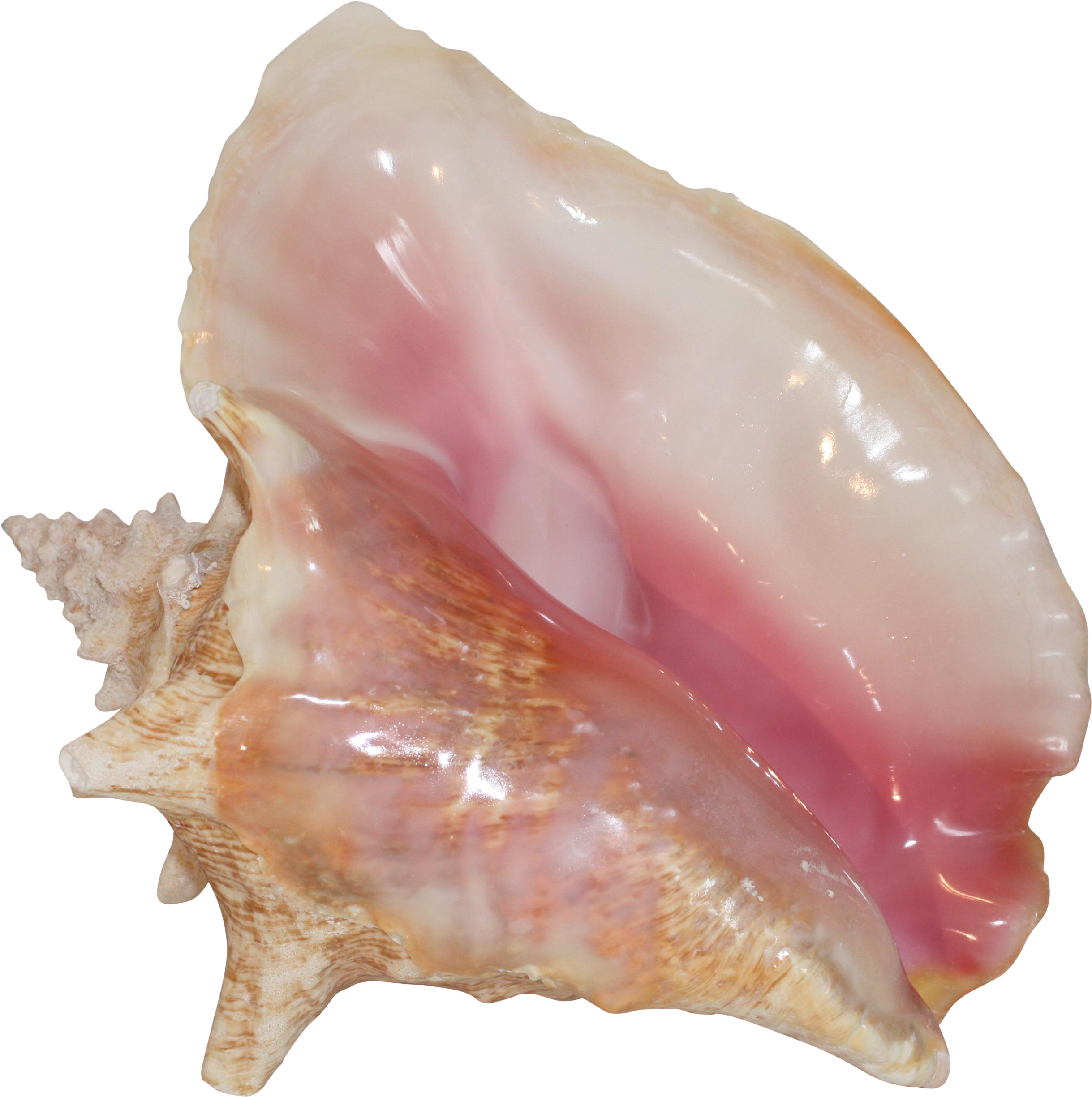 Queen Conch Shell Pink Interior