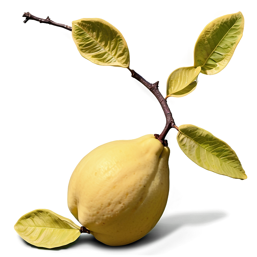 Quince Harvest Scene Png 54