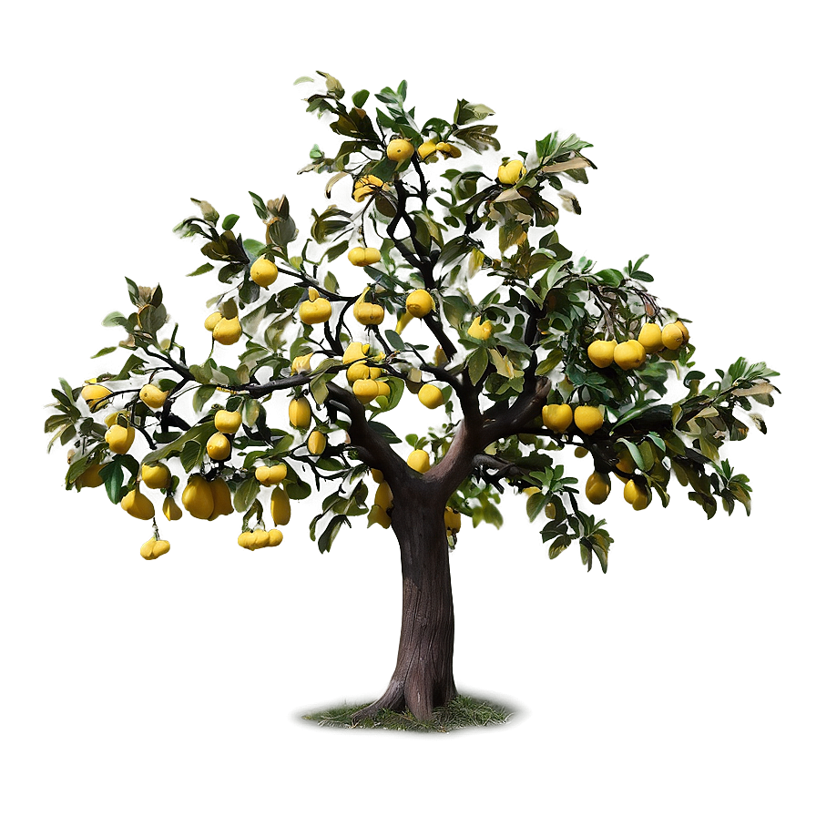 Quince Tree Png 06282024