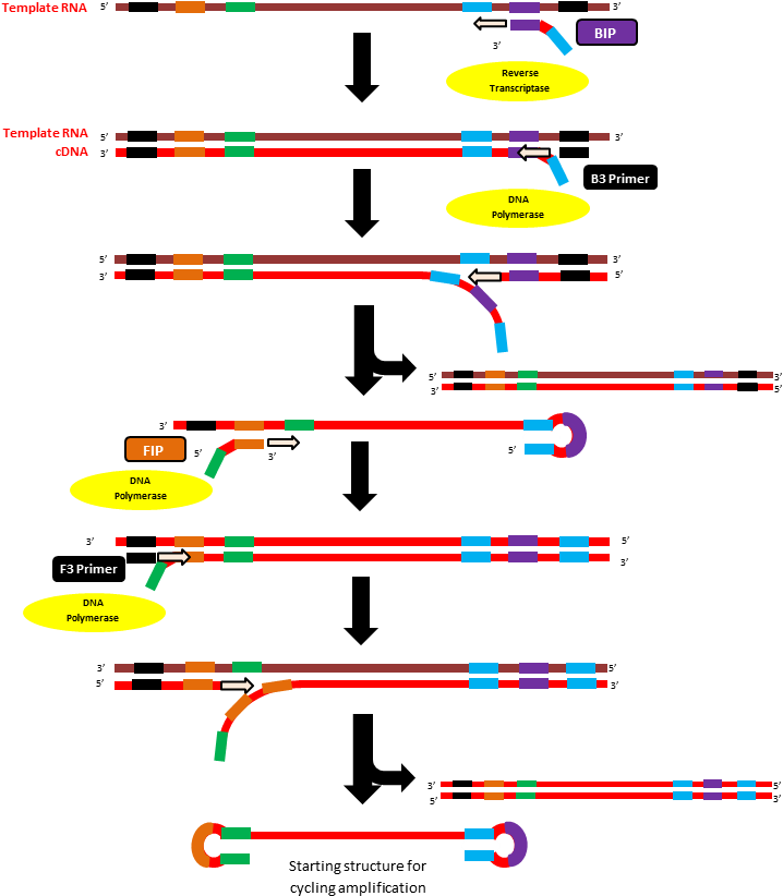 R N Atoc D N A Conversion Process